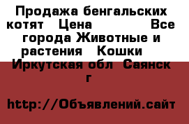 Продажа бенгальских котят › Цена ­ 20 000 - Все города Животные и растения » Кошки   . Иркутская обл.,Саянск г.